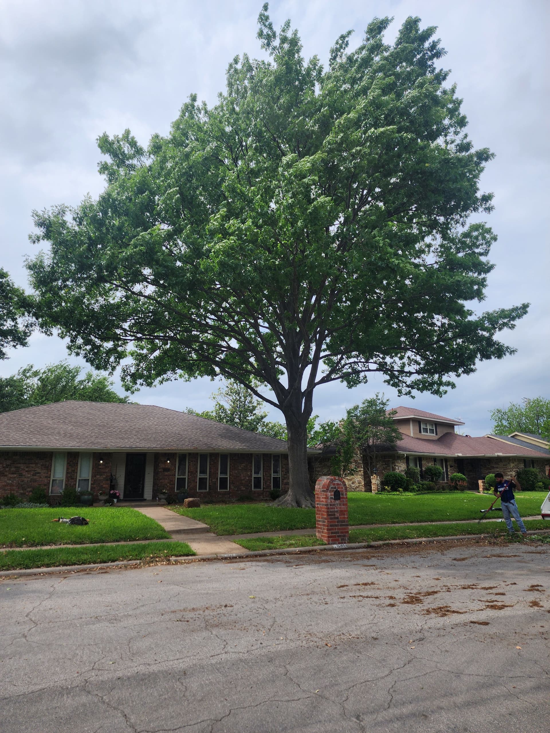 Gallery photos for Two Oak Trees Pruned and Hauled Off Clean: Image #3