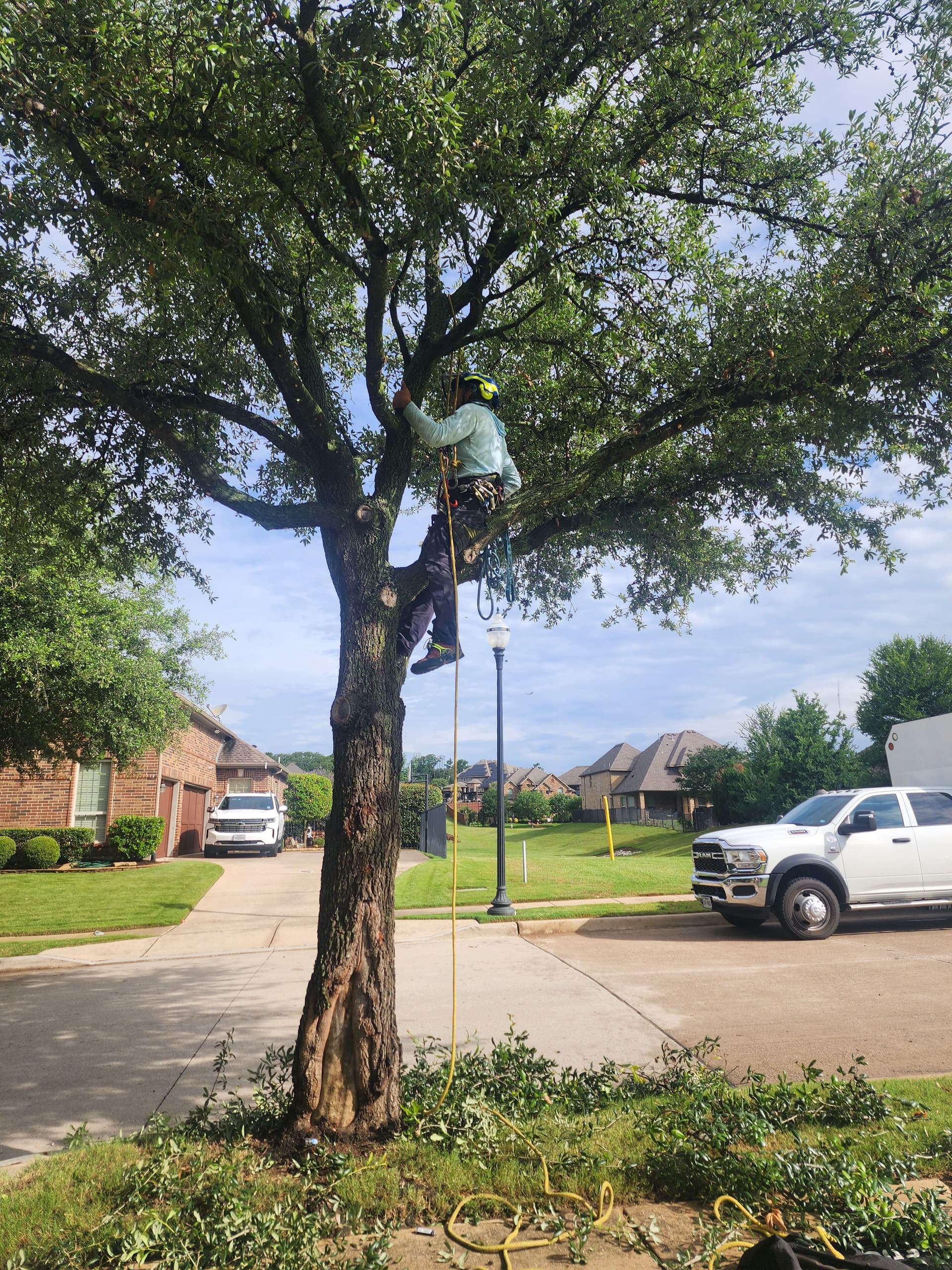 Gallery photos for Live Oak Pruning Done Right in Fort Worth: Image #3