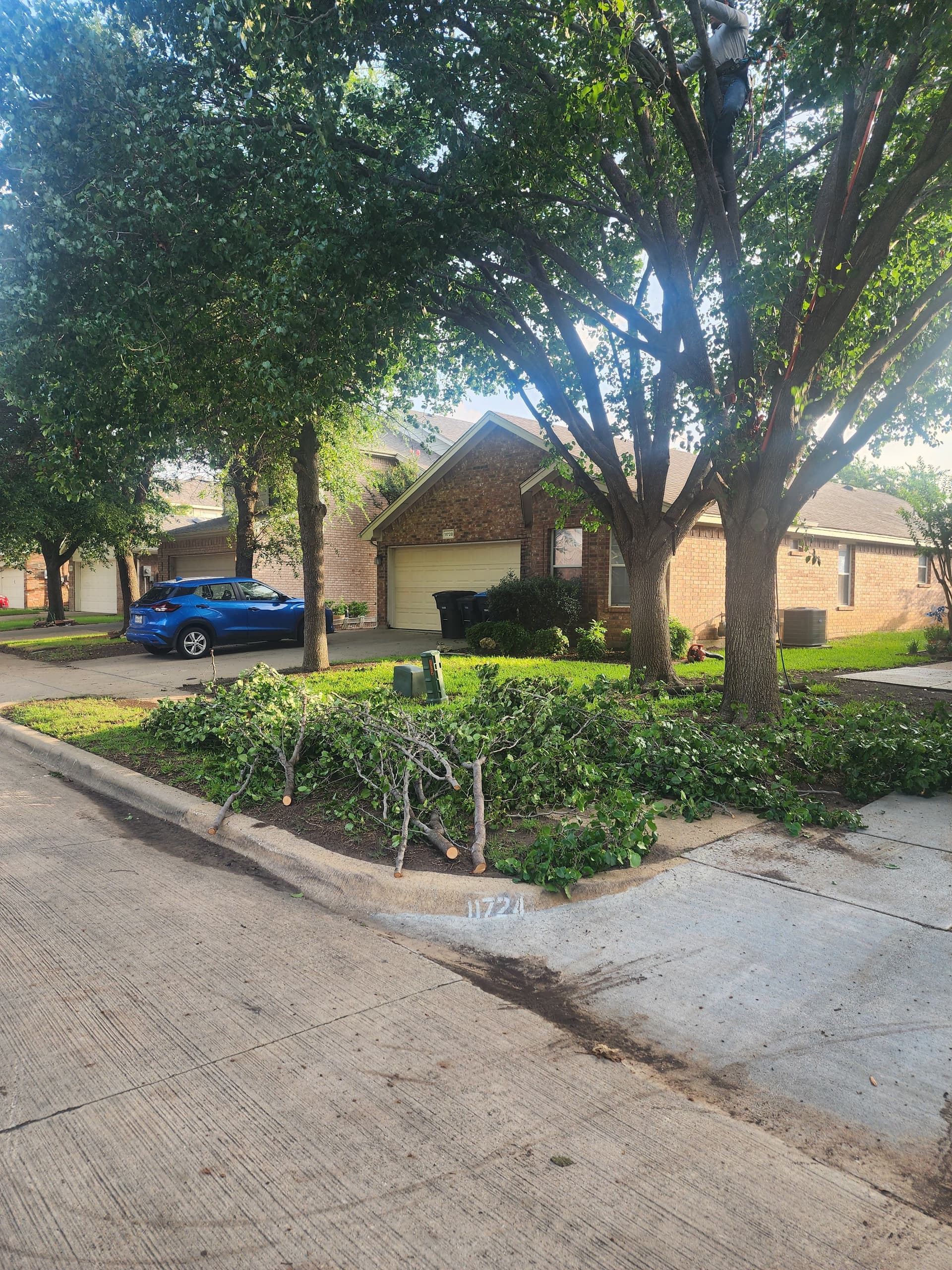 Gallery photos for Bradford Pear Tree Trimming in Fort Worth: Image #1