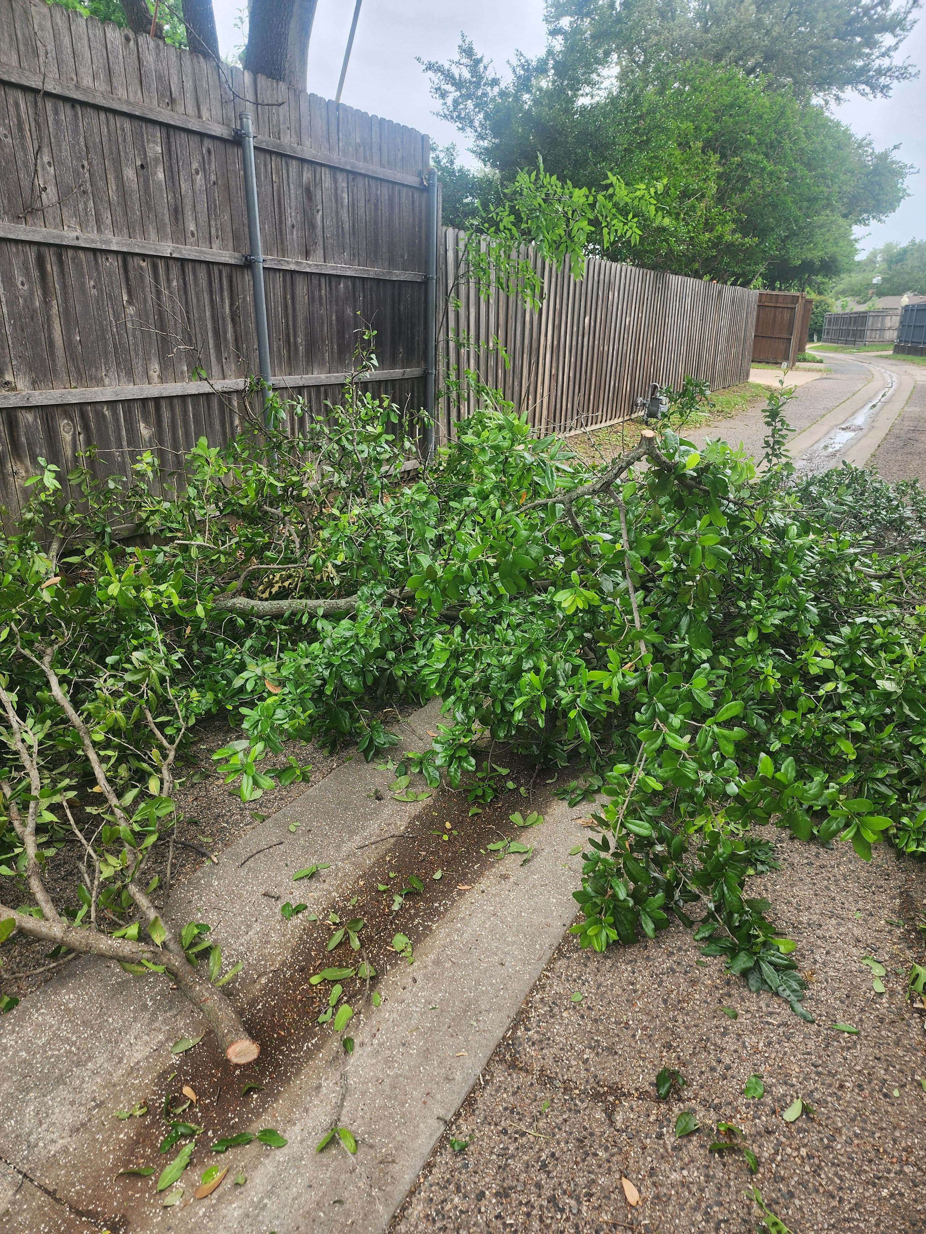 Project Two Oak Trees Pruned and Hauled Off Clean image