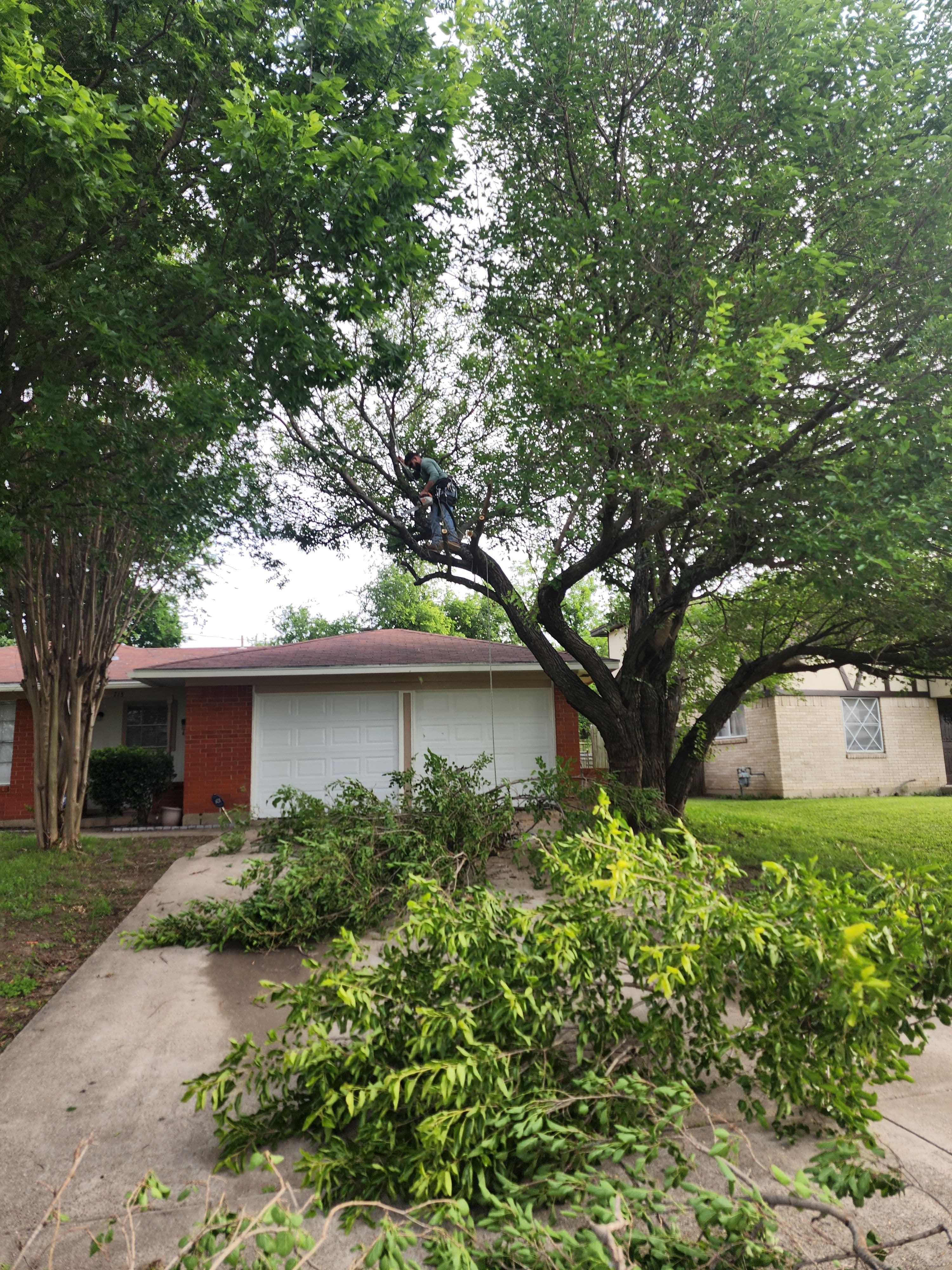 Project Large Ash Tree Removal and Stump Grinding in Grand Prairie image