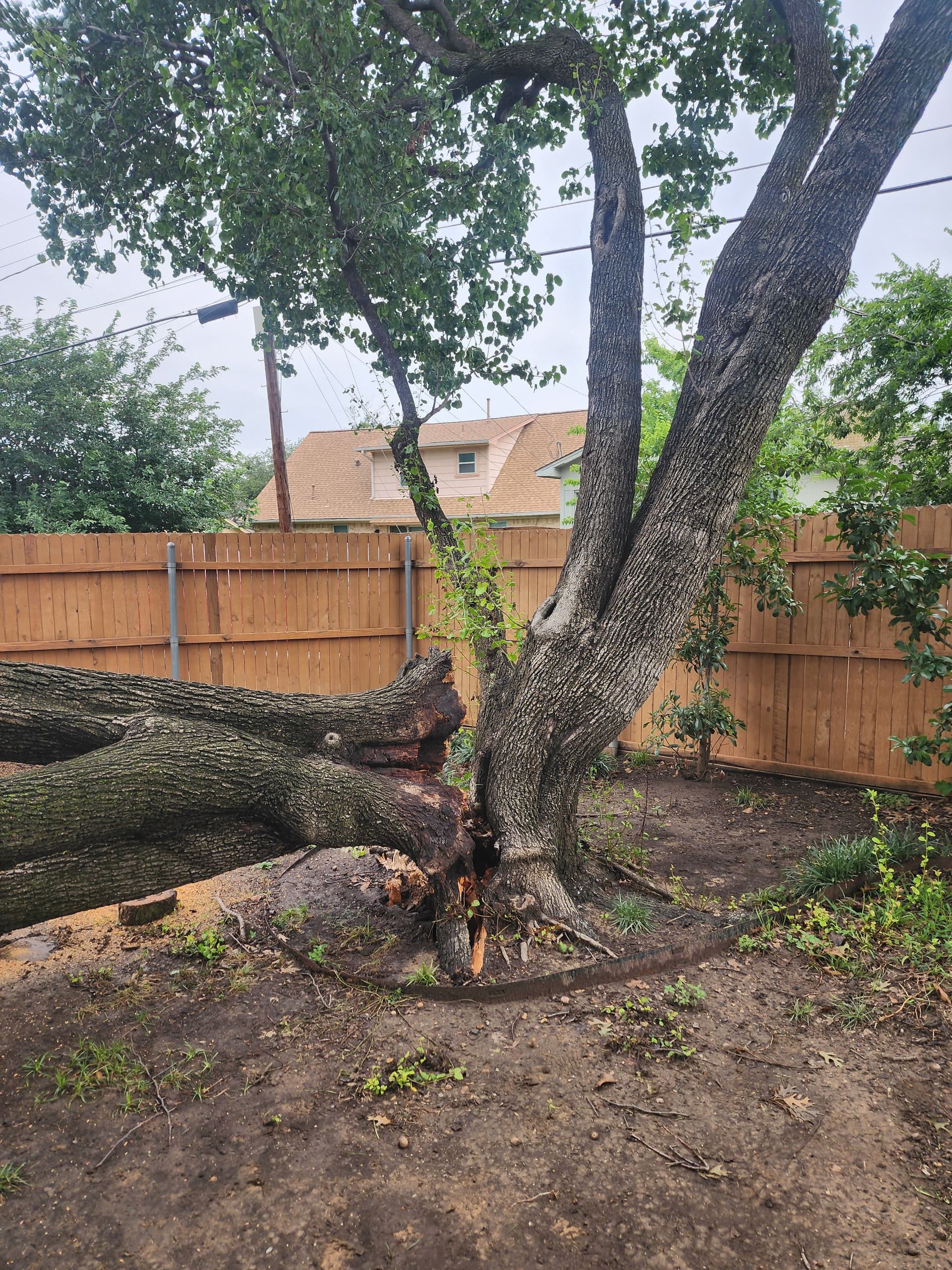Gallery photos for Storm-Damaged Bradford Pear Tree Removal in Irving: Image #4