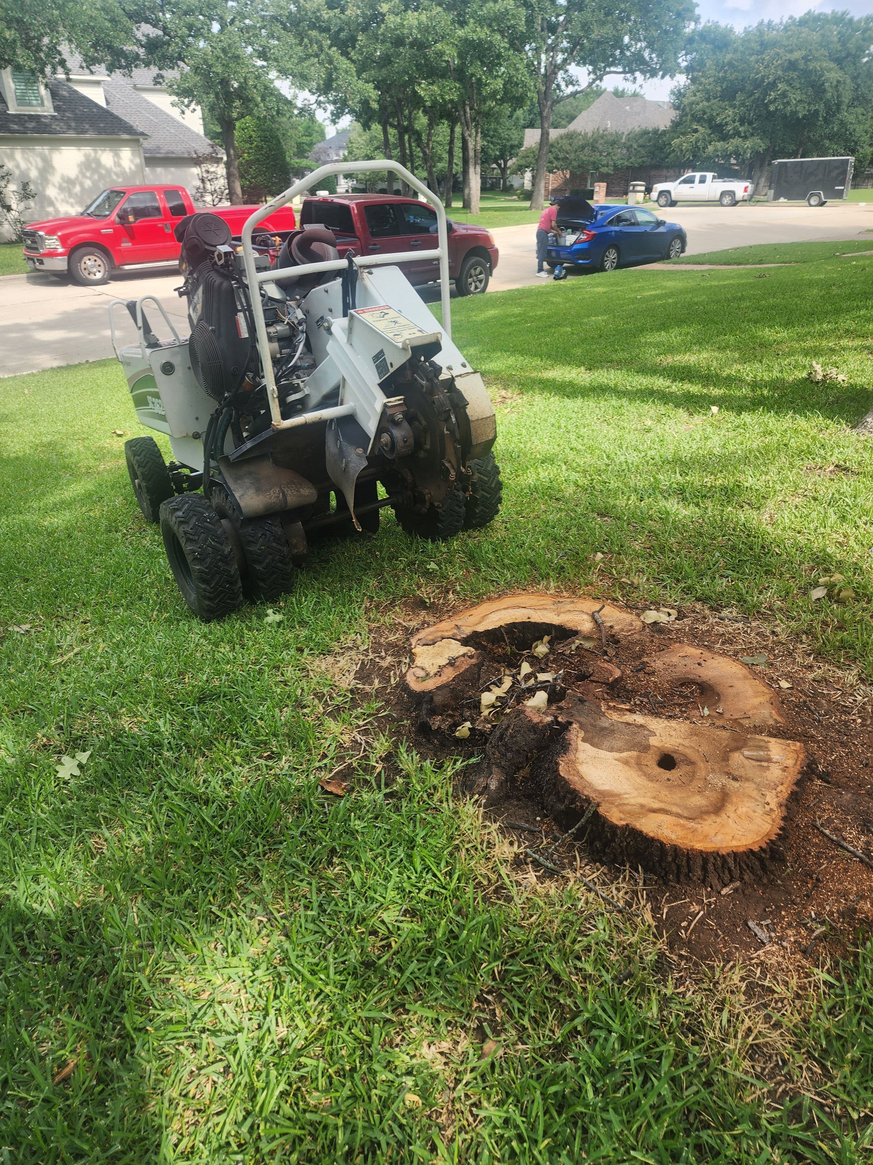 Project 3 Trees Removed and 3 Stumps Ground in Southlake image