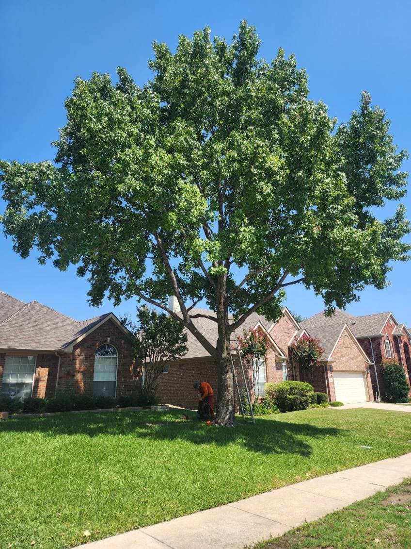 Revitalize Your Yard with Expert Tree Pruning image