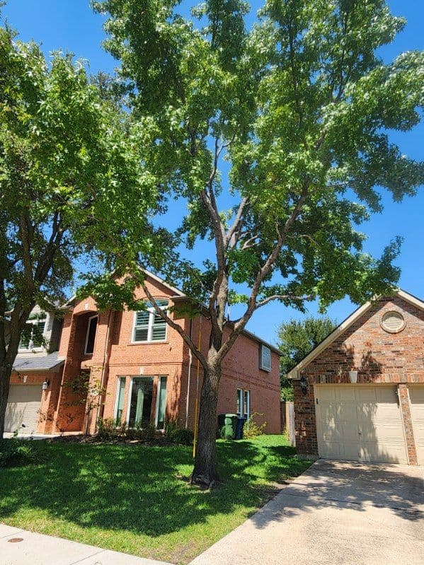 Project Revitalize Your Yard with Expert Tree Pruning image