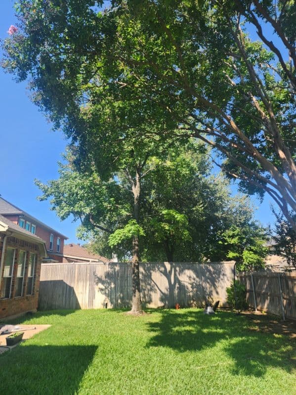 Gallery photos for Revitalize Your Yard with Expert Tree Pruning: Image #2