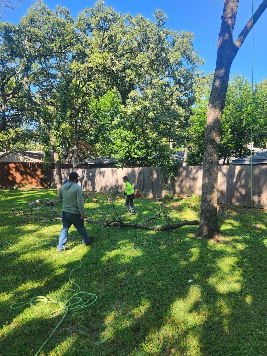 Gallery photos for Efficient Tree Services Transform Arlington Yards: Image #1