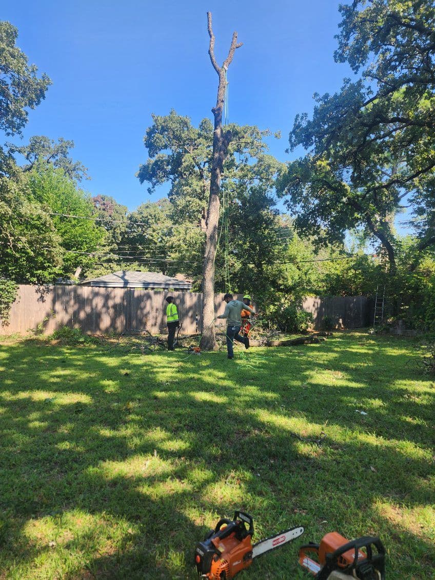 Gallery photos for Efficient Tree Services Transform Arlington Yards: Image #2
