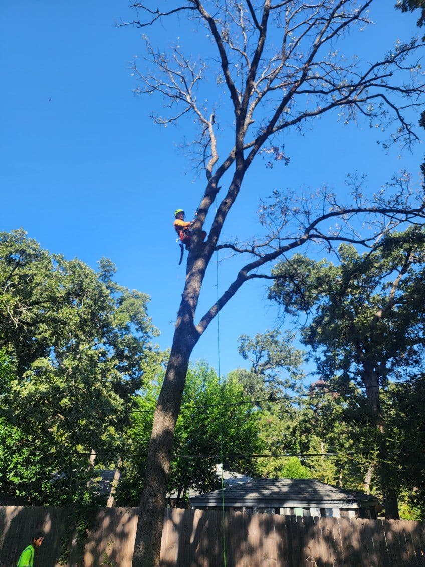 Expert Tree Trimming for Safer Backyards image
