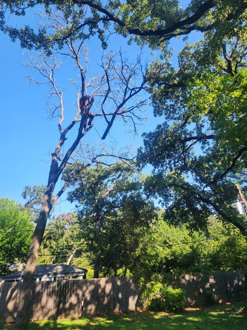 Gallery photos for Expert Tree Trimming for Safer Backyards: Image #2