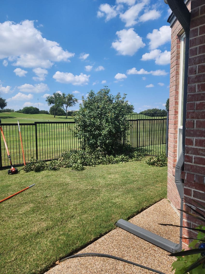 Backyard Transformation with Tree Trimming image