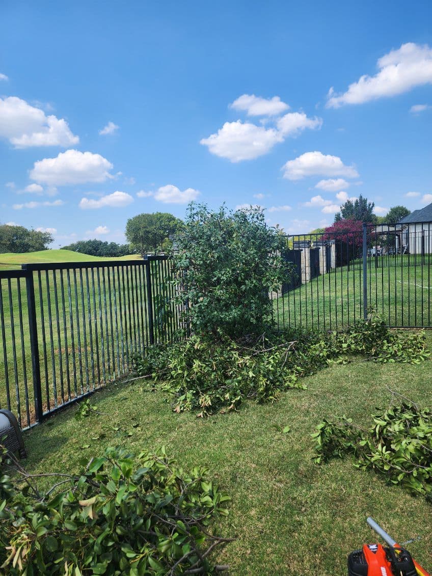 Gallery photos for Backyard Transformation with Tree Trimming: Image #1