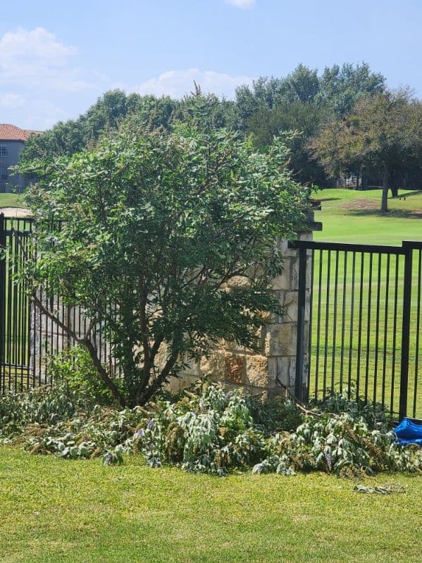 Gallery photos for Backyard Transformation with Tree Trimming: Image #2