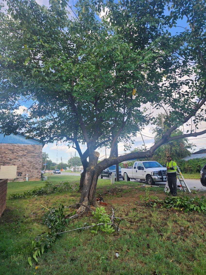 Project Expert Tree Trimming at Haltom City Complex image