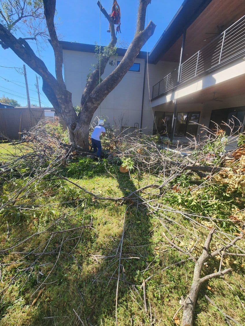 Efficient Tree Removal in Dallas image