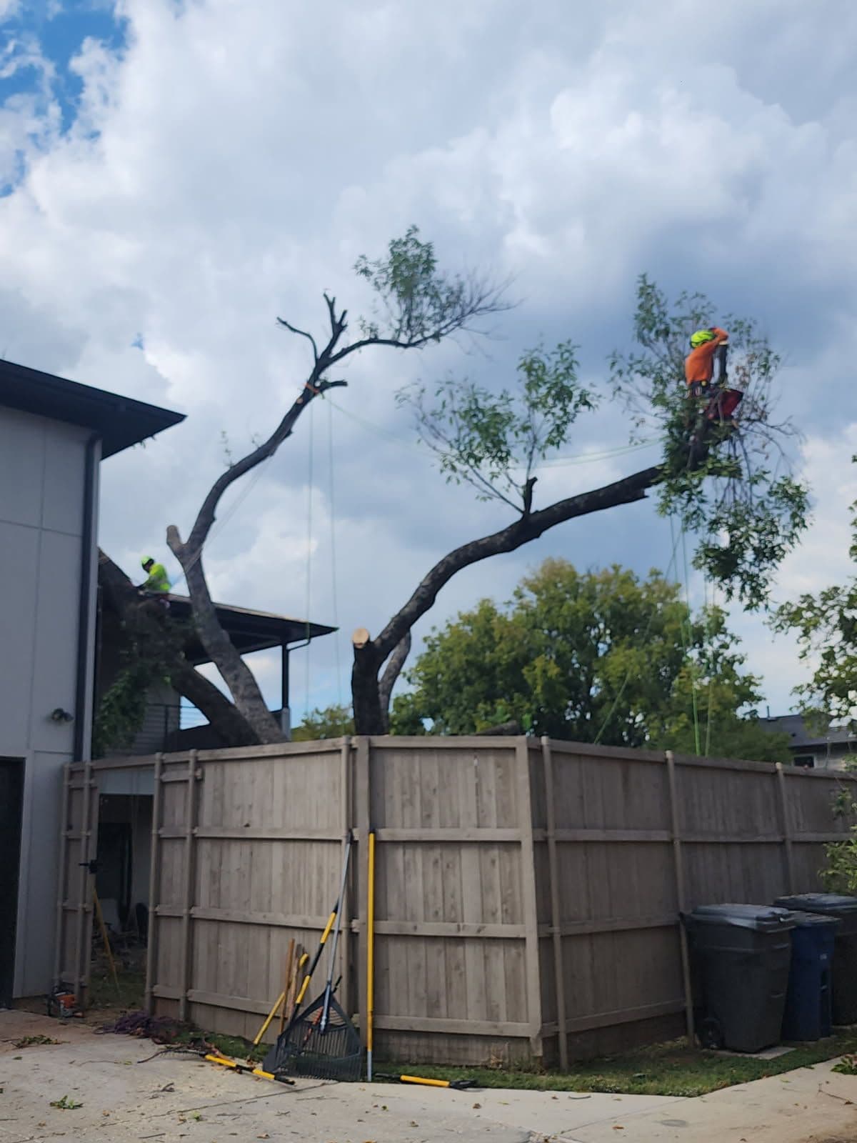 Gallery photos for Efficient Tree Removal in Dallas: Image #2