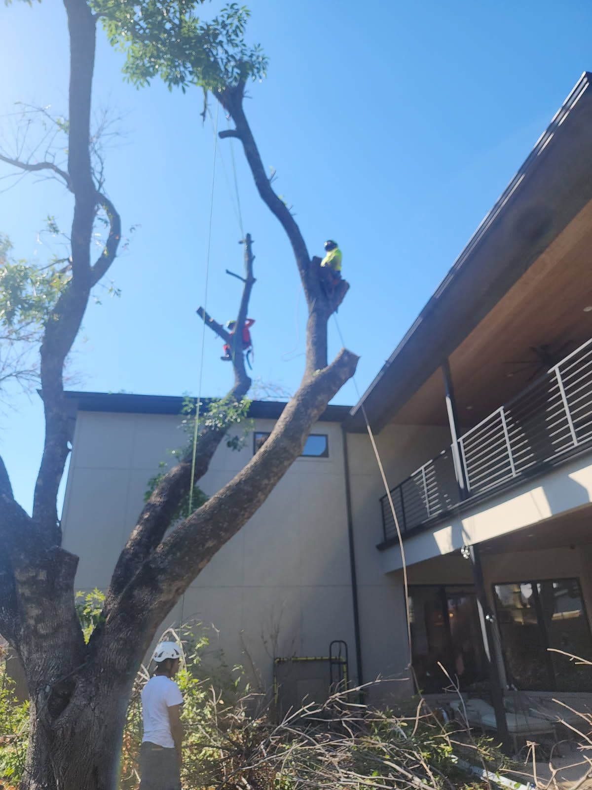 Expert Tree Removal in Grand Prairie image
