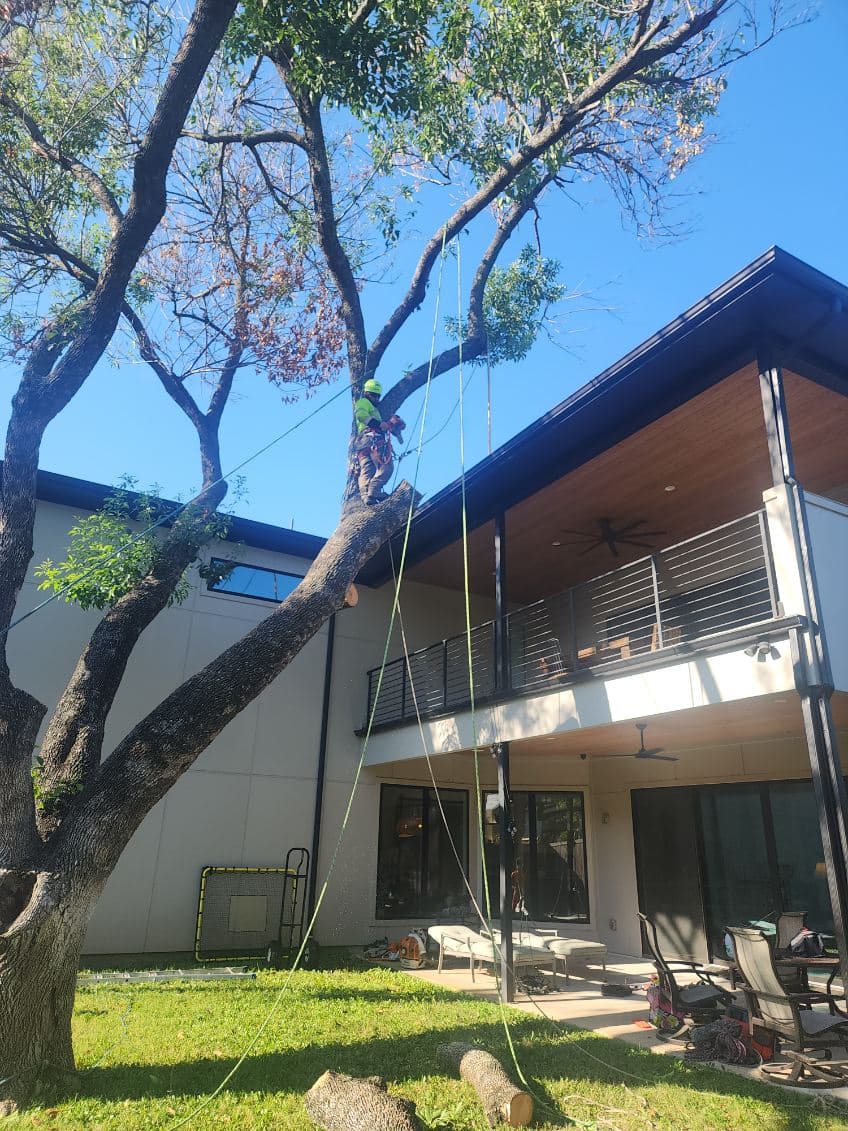 Gallery photos for Expert Tree Removal in Grand Prairie: Image #1