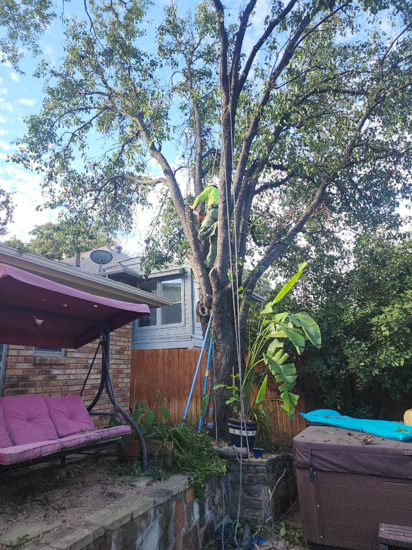 Project Tree Pruning and Chipping in Arlington TX image