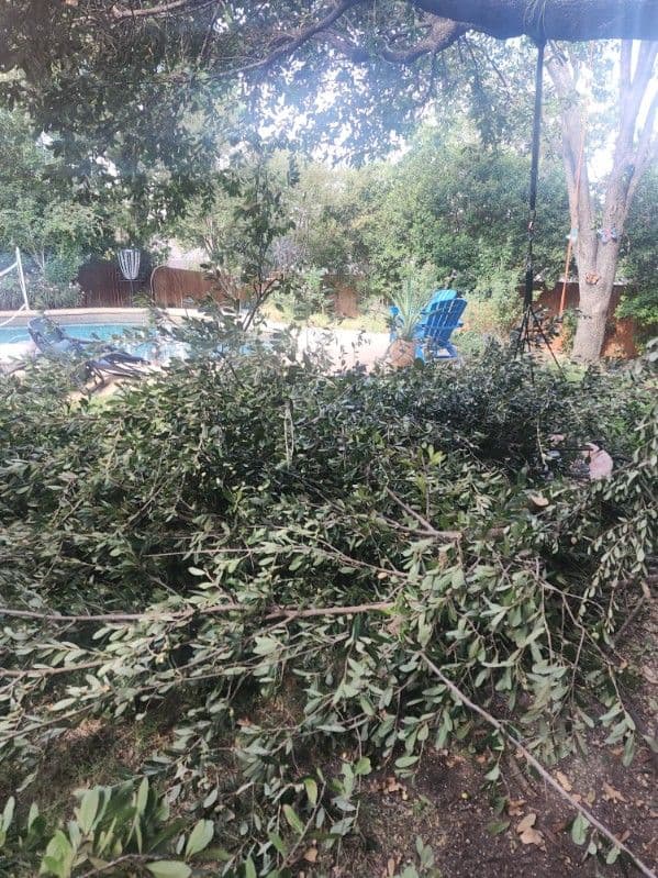 Gallery photos for Tree Pruning and Chipping in Arlington TX: Image #1