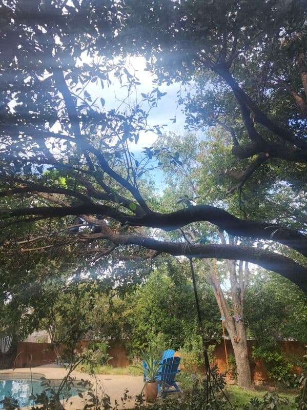 Gallery photos for Tree Pruning and Chipping in Arlington TX: Image #2