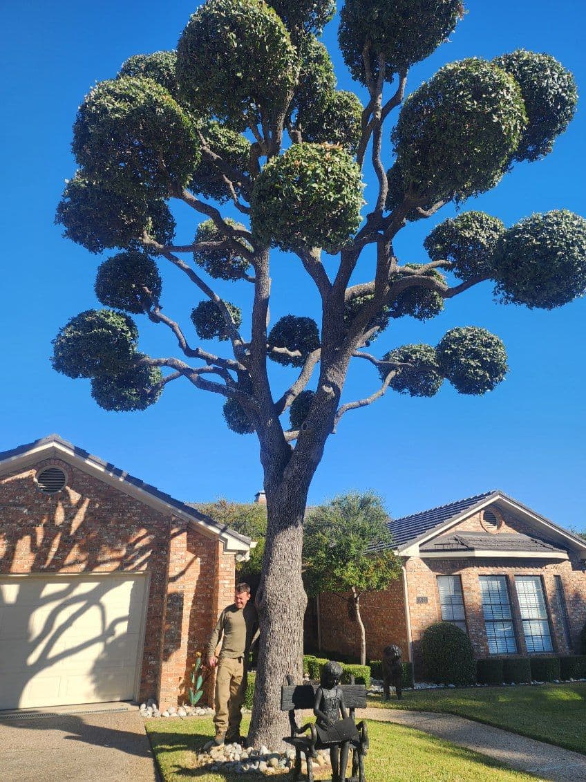 Project Expert Tree Care Services in Farmers Branch, Texas image