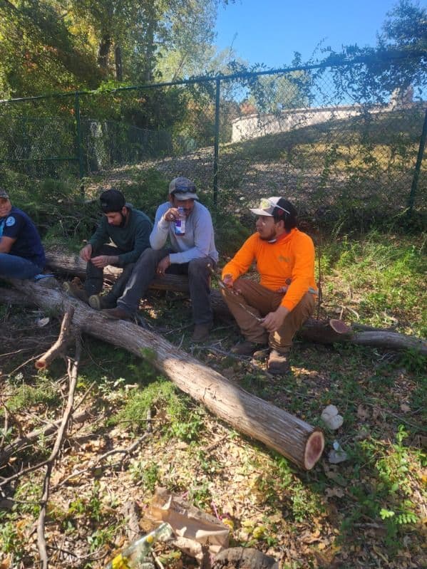 Gallery photos for Comprehensive Tree Service Project in North Dallas: Image #2