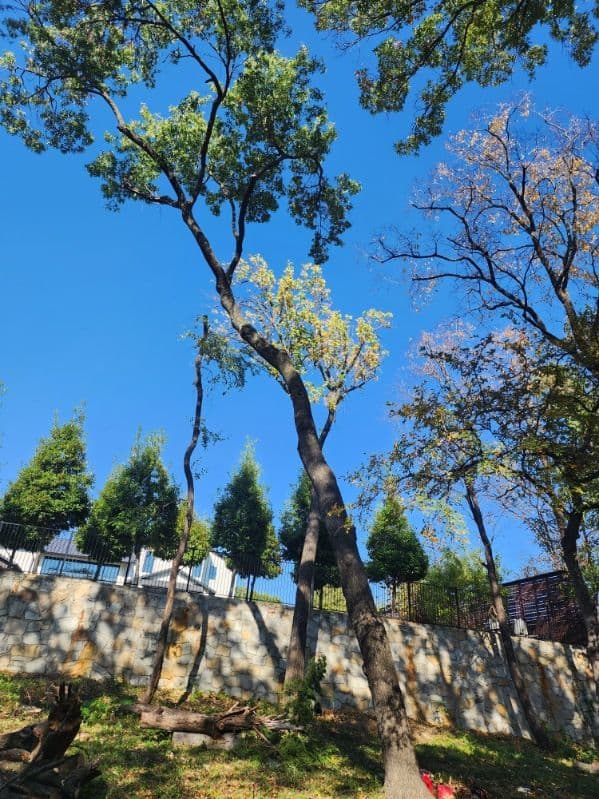 Gallery photos for Comprehensive Tree Service Project in North Dallas: Image #3