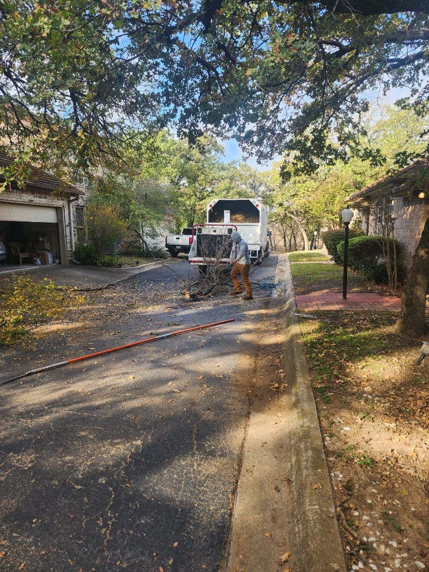 Project Tree and Stump Cleanup in Dallas image