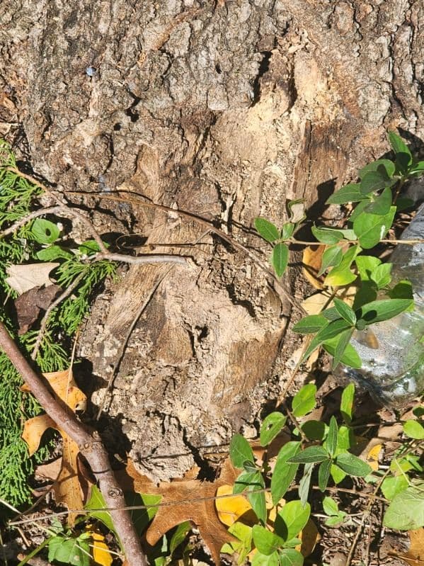 Gallery photos for Tree and Stump Cleanup in Dallas: Image #2