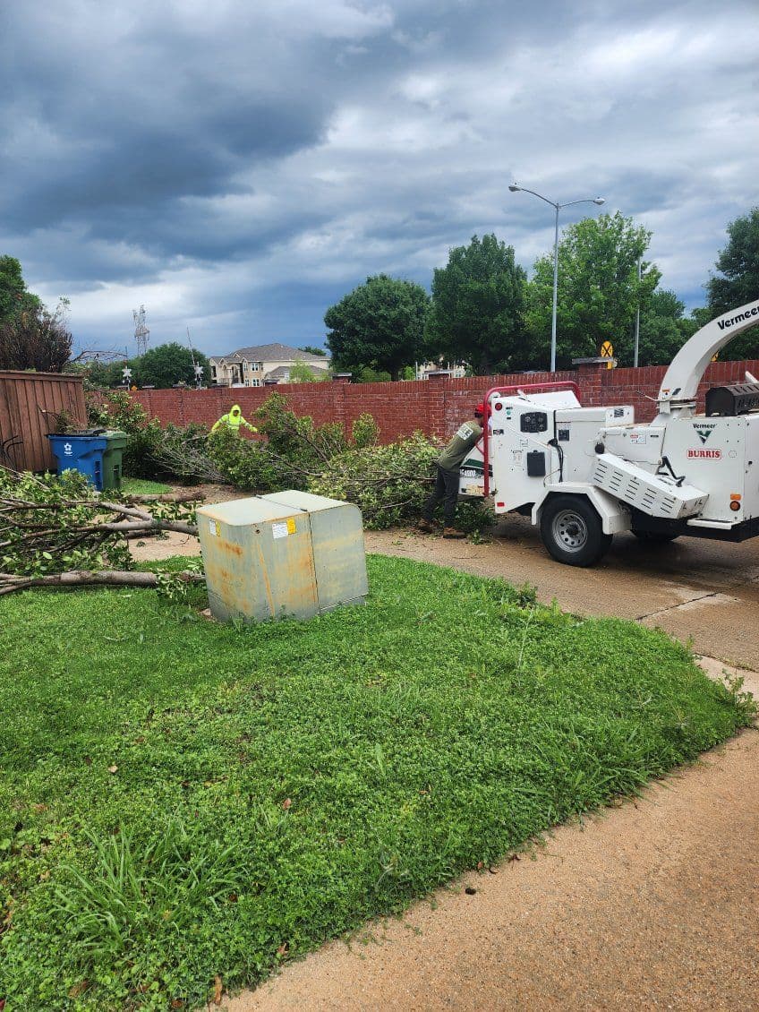 Gallery photos for Effortless Tree Transformations in Lewisville: Image #1