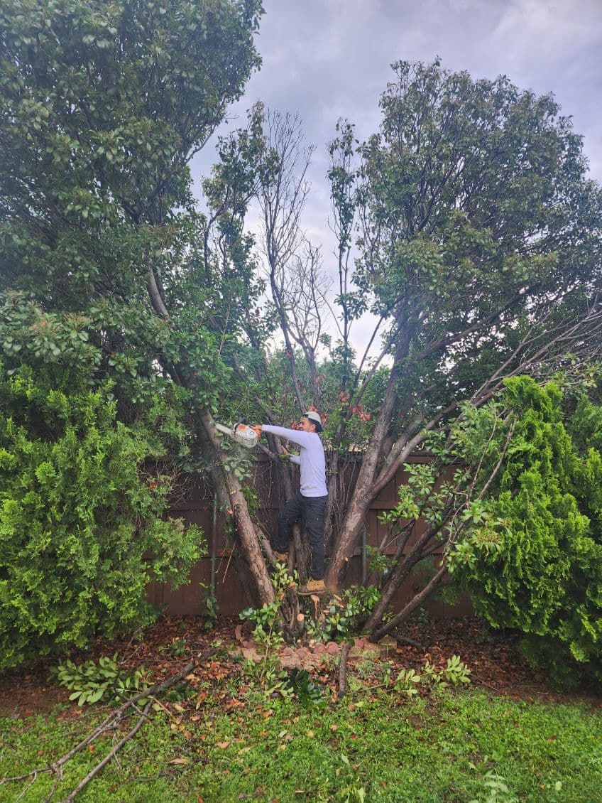 Gallery photos for Effortless Tree Transformations in Lewisville: Image #2
