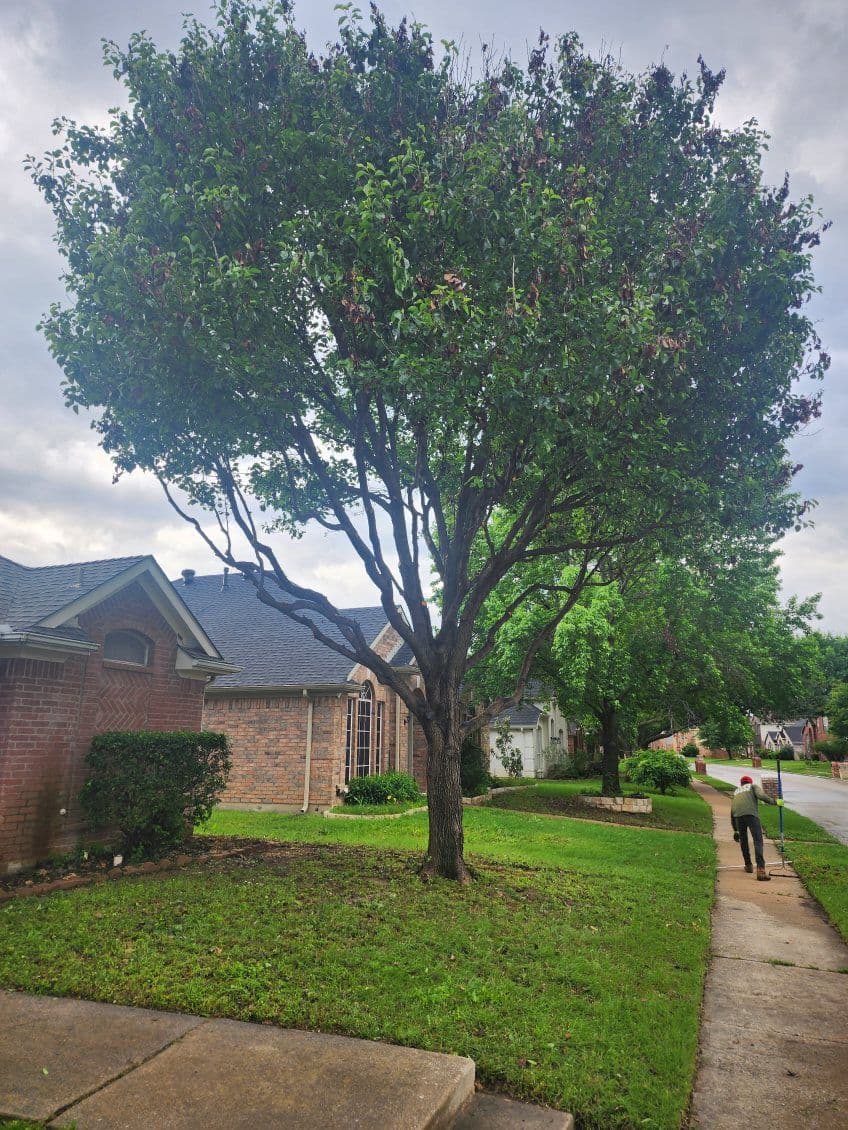 Gallery photos for Effortless Tree Transformations in Lewisville: Image #3