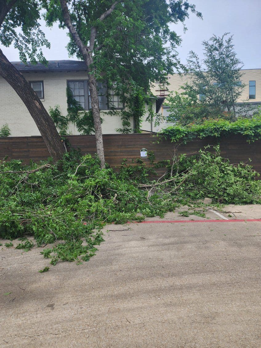 Expert Tree Trimming in North Dallas