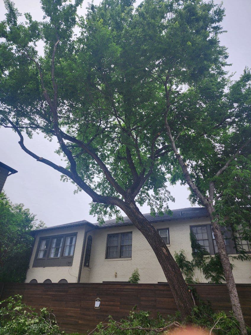Expert Tree Trimming in North Dallas