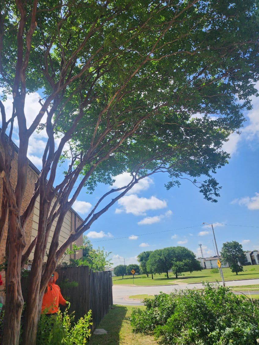 Gallery photos for Ft. Worth Tree Trimming and Lush Landscaping: Image #2