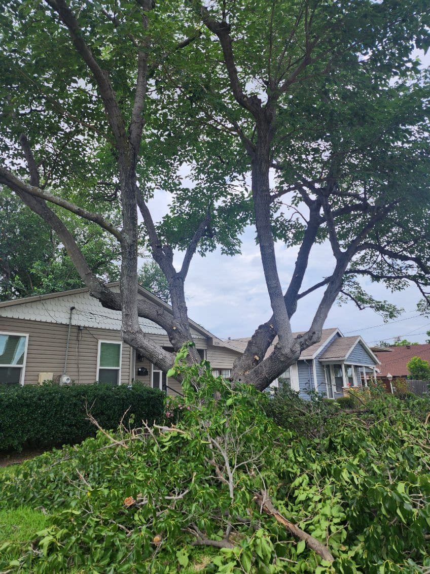 Expert Tree Pruning in Frisco for Safer Homes image
