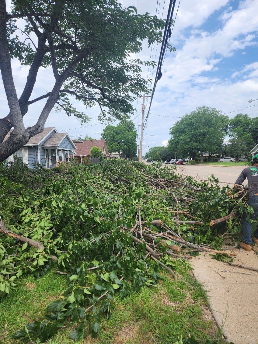 Gallery photos for Expert Tree Pruning in Frisco for Safer Homes: Image #1