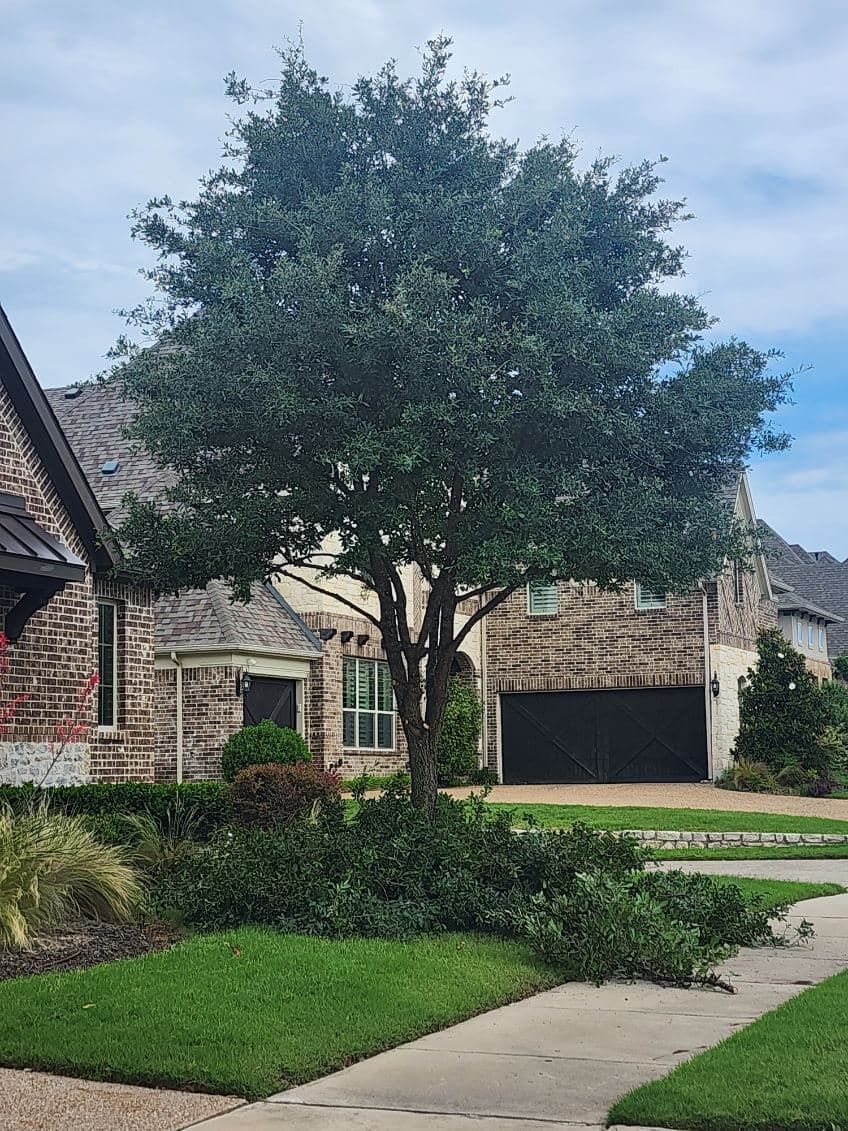 Gallery photos for Expert Tree Pruning in Frisco for Safer Homes: Image #2