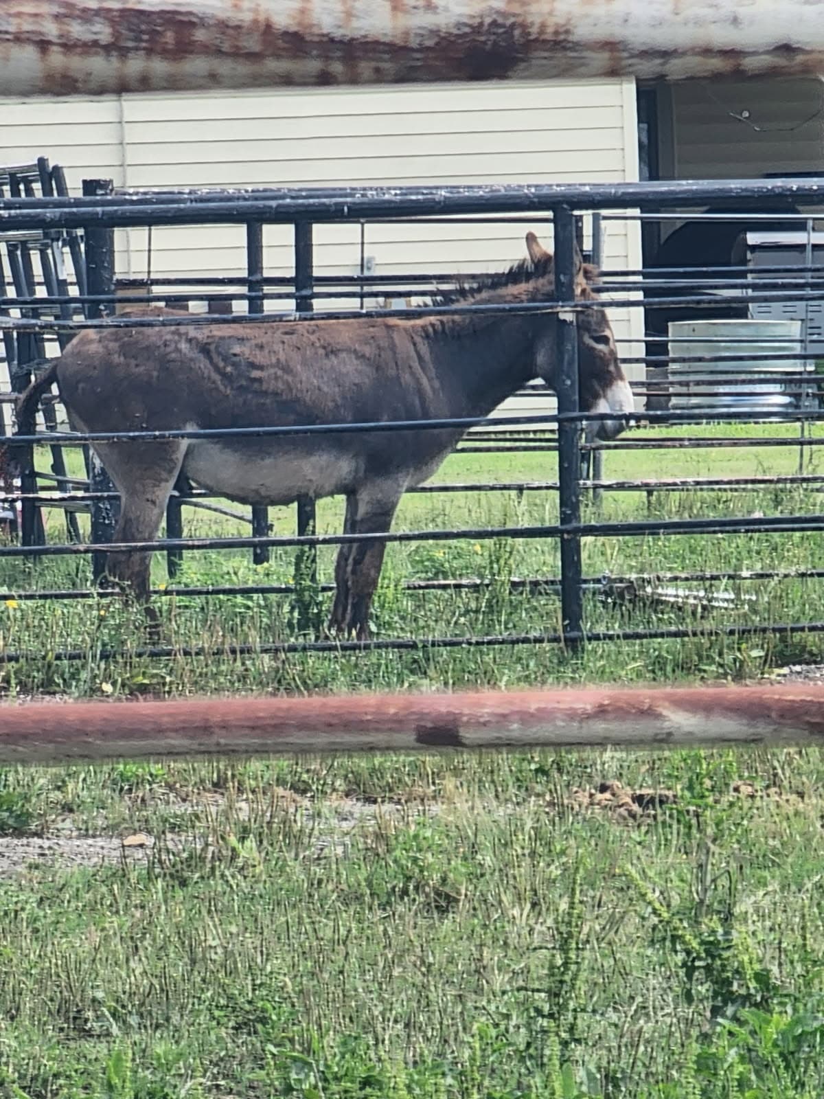 Enhancing Space for Livestock at Burris Tree Service image