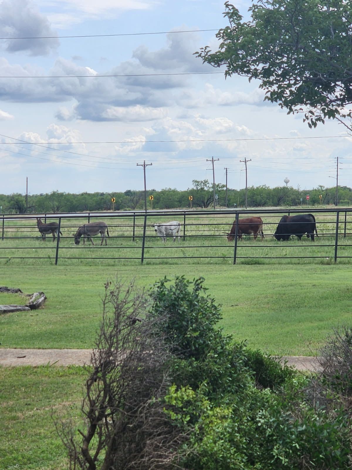 Gallery photos for Enhancing Space for Livestock at Burris Tree Service: Image #1