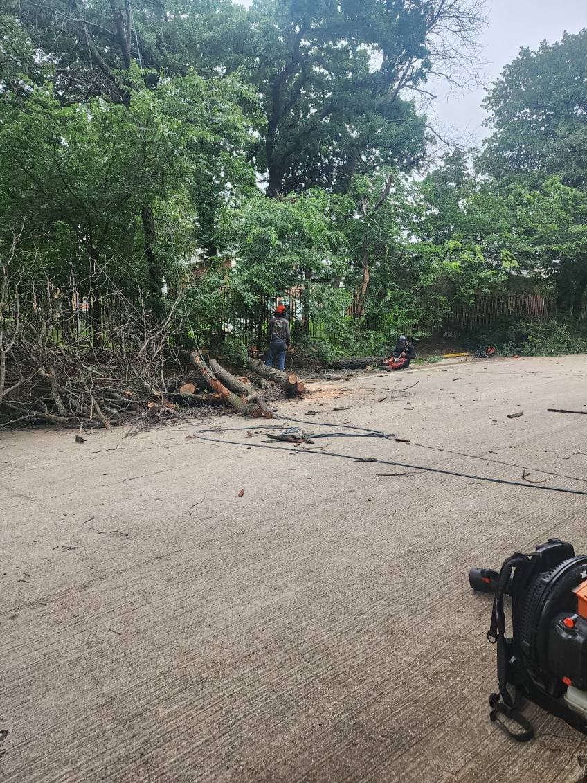 Gallery photos for Precise Tree Removal Services in Flower Mound: Image #2