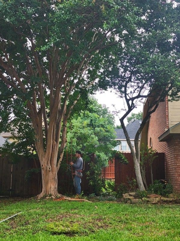 Gallery photos for Precise Tree Removal Services in Flower Mound: Image #3