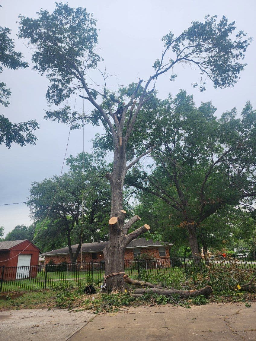 Expert Tree Trimming and Clearing in Lewisville TX image
