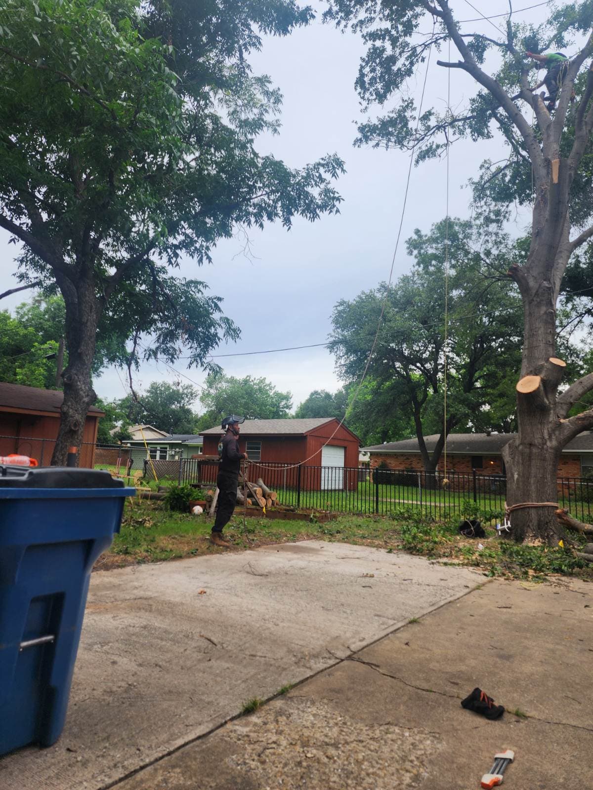 Gallery photos for Expert Tree Trimming and Clearing in Lewisville TX: Image #1