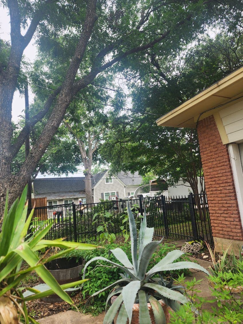 Gallery photos for Expert Tree Trimming and Clearing in Lewisville TX: Image #2