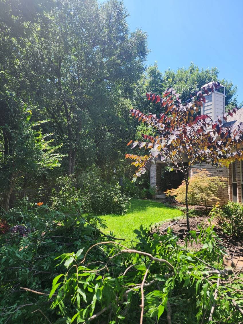 Gallery photos for Enhance Your Yard with Expert Tree Trimming: Image #1