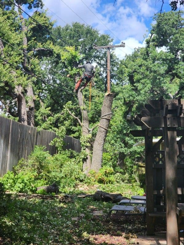Gallery photos for Leaning Tree Removed Transforming Backyard Oasis: Image #1