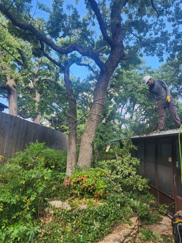 Gallery photos for Leaning Tree Removed Transforming Backyard Oasis: Image #2