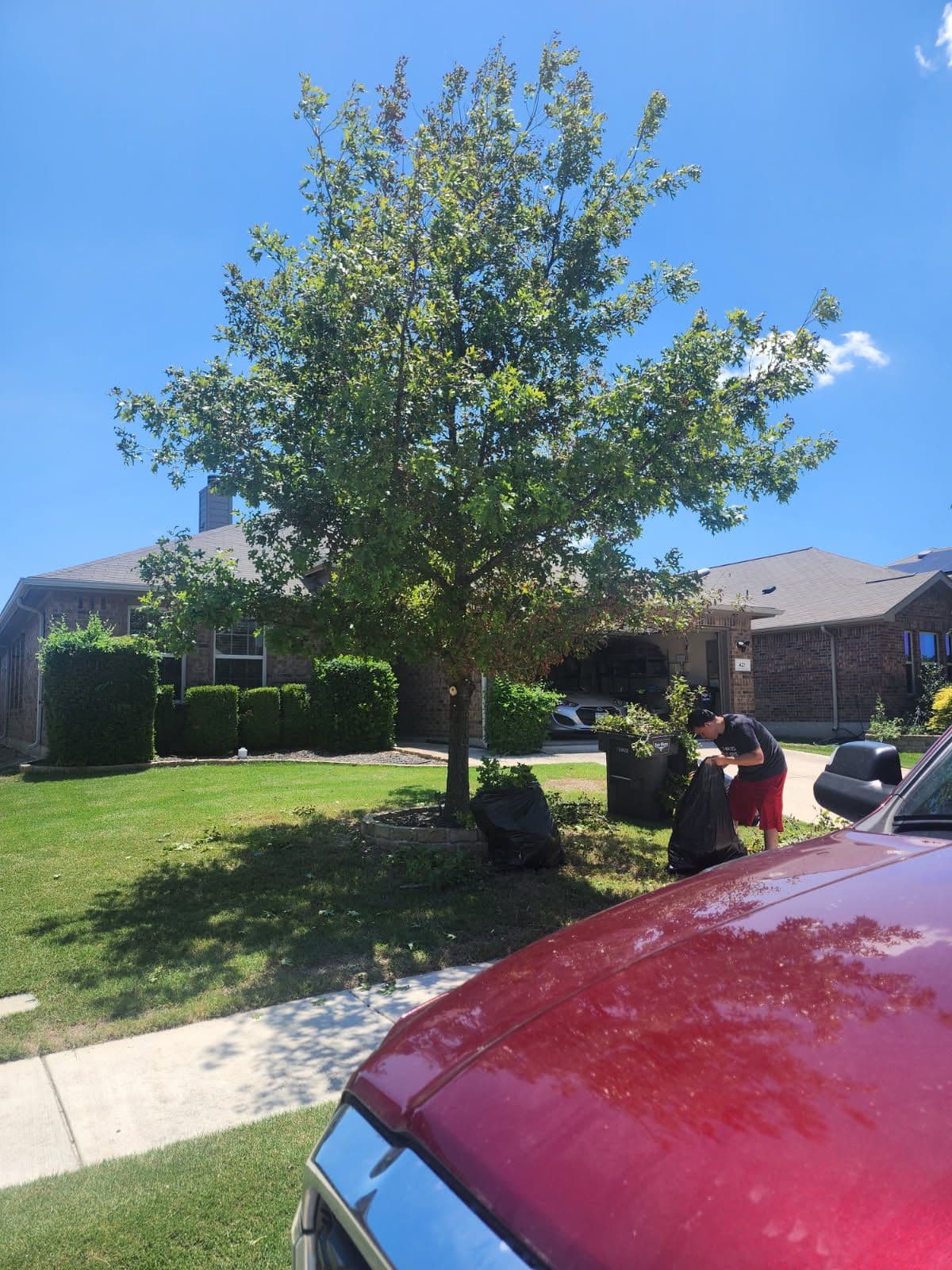 Transform Your Yard with Expert Oak Tree Trimming image